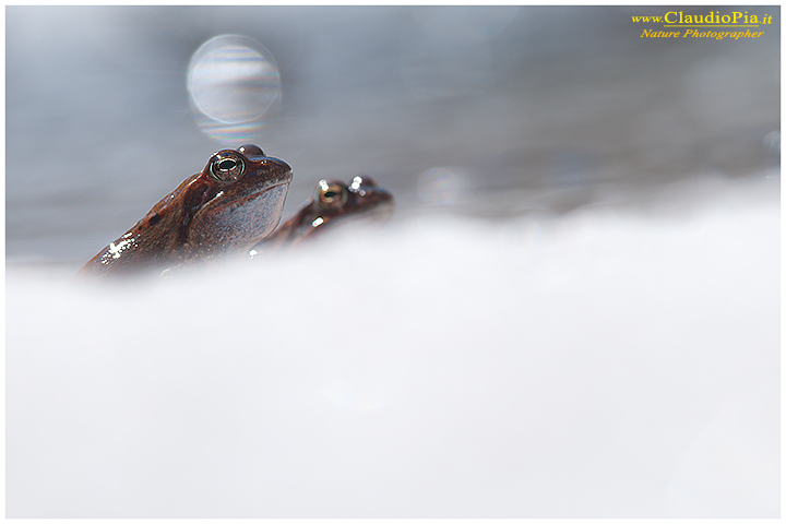 rana temporaria, rana alpina, common frog, rana_bermeja, val d Aveto, mating, deposizione uova, ovature